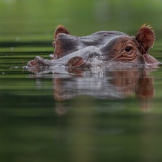 Lake Naivasha - Hippo